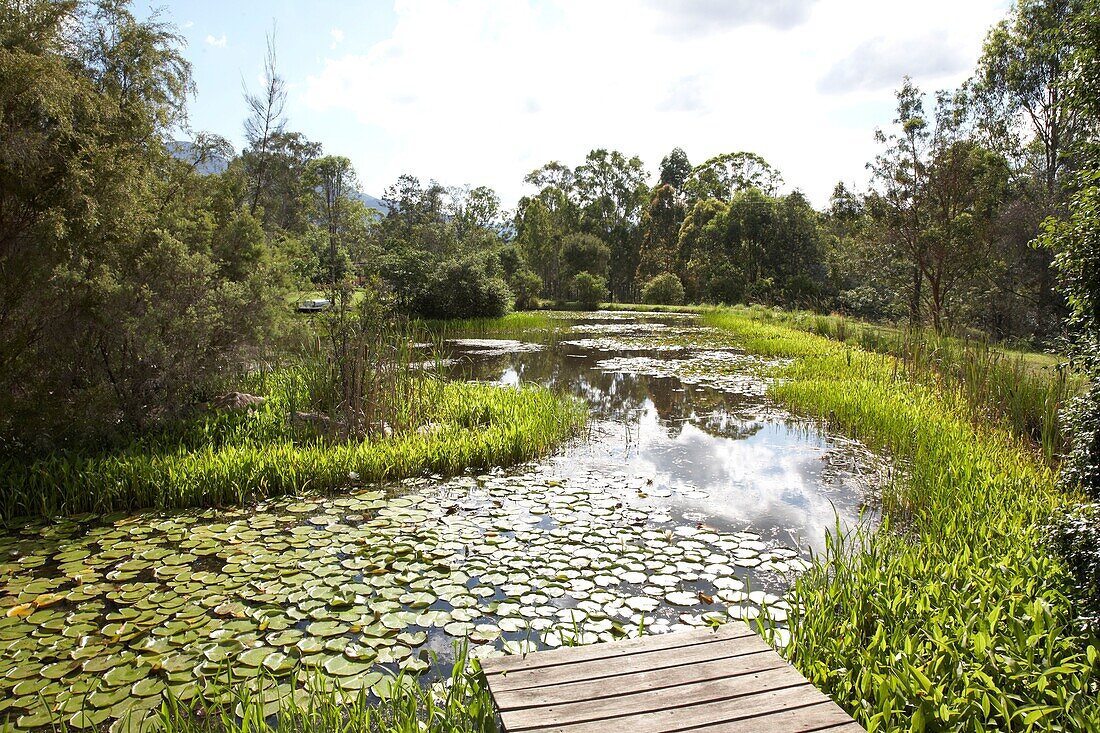 Wetland habitat with waterlily pads and rushes