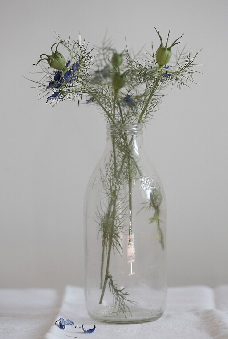 Getrocknete Blumen ohne Wasser in einer Milchflasche, UK