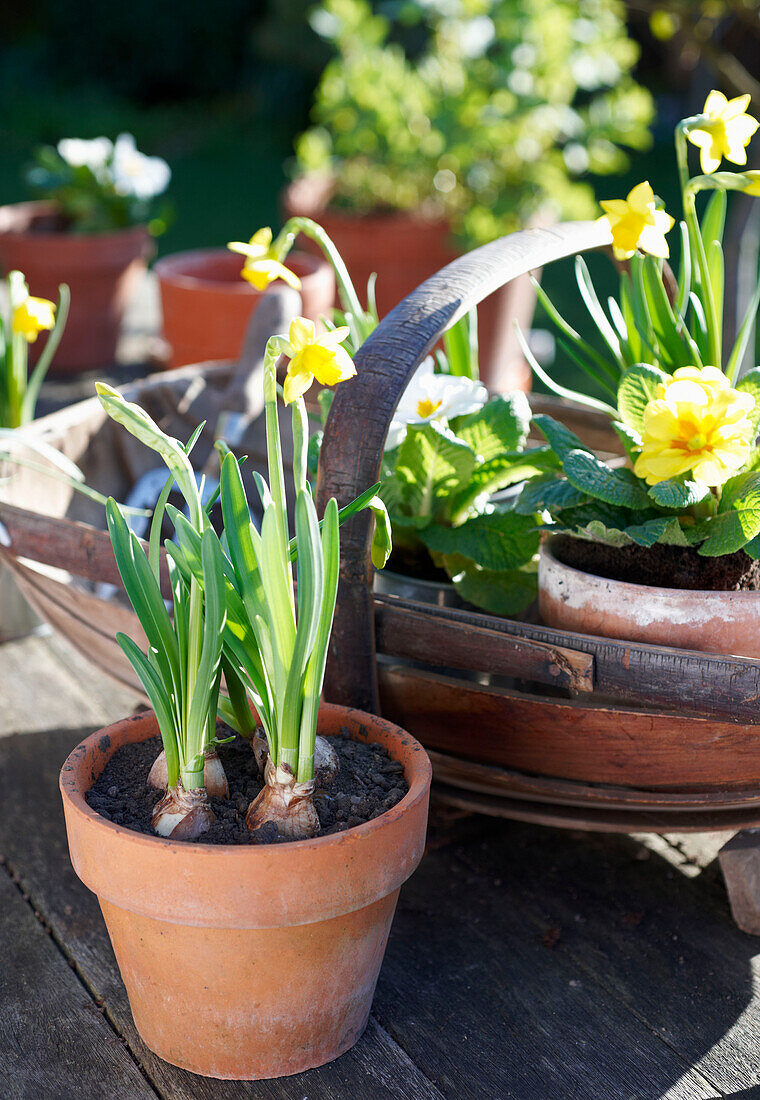 Daffodil (narcissus) and primrose (Primula vulgaris) in terracotta flowerpots, UK