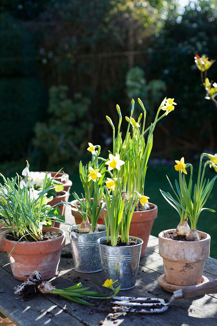 Frühlingszwiebeln in Terrakotta- und Metalltöpfen im Garten in Großbritannien