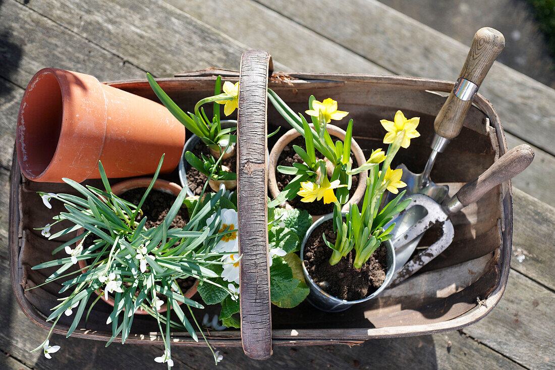 Schneeglöckchen (Galanthus) und Narzissen (Narcissus) im Frühlingssonnenlicht mit Gartengeräten, UK