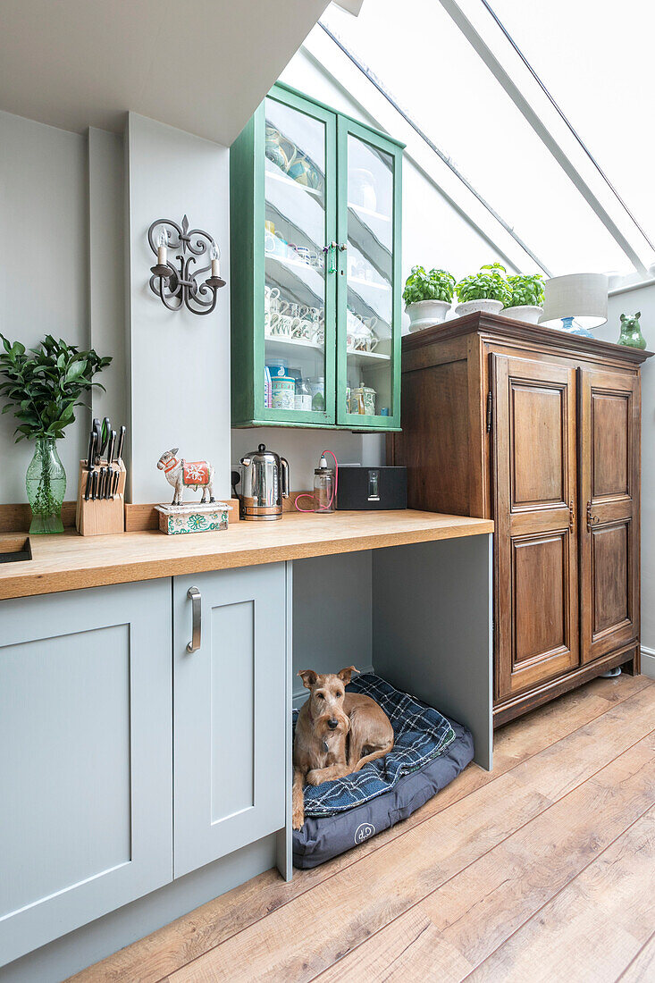 Upcycled cabinets in kitchen extension of Victorian terrace Alton with dog sleeping under worktop UK