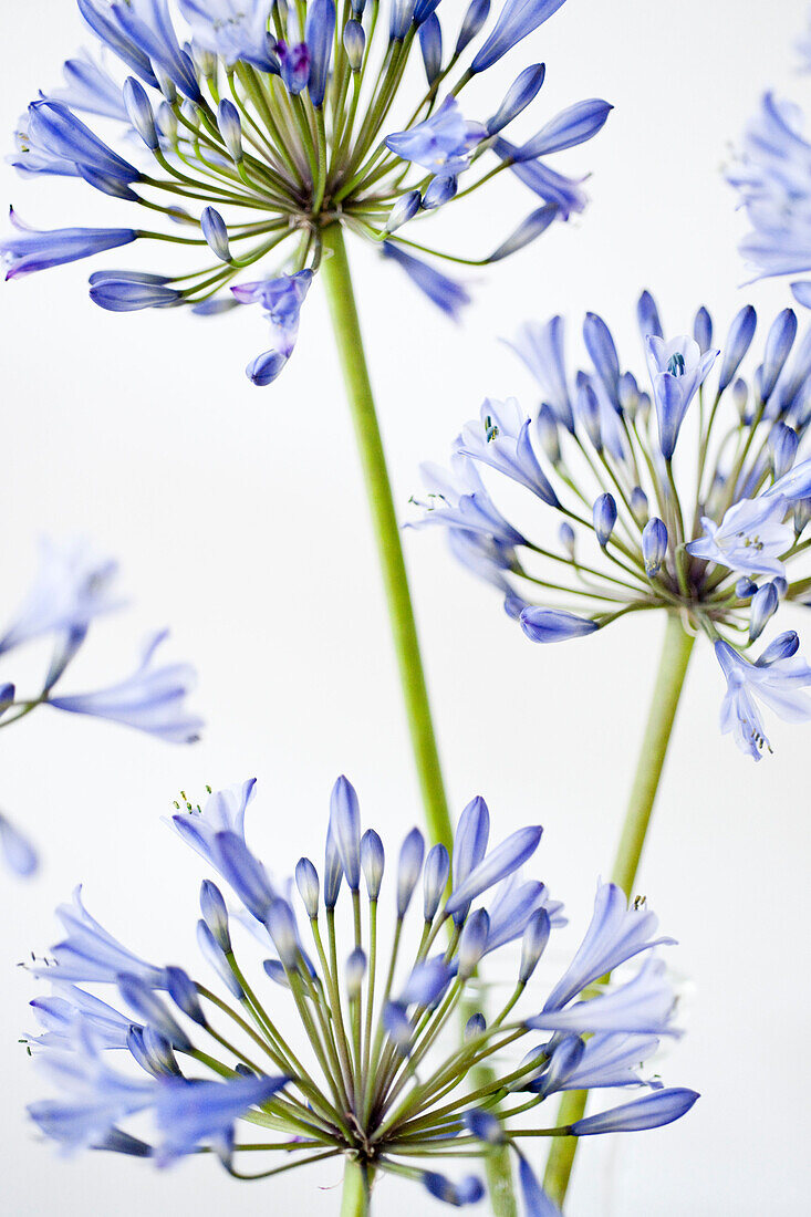Detail of blue Agapanthus (African lily) flowers