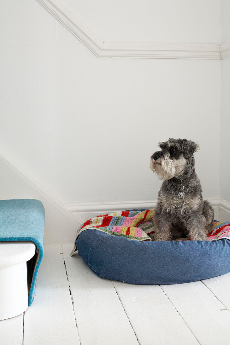 Hund sitzt in seinem Bett am Fuße der Treppe