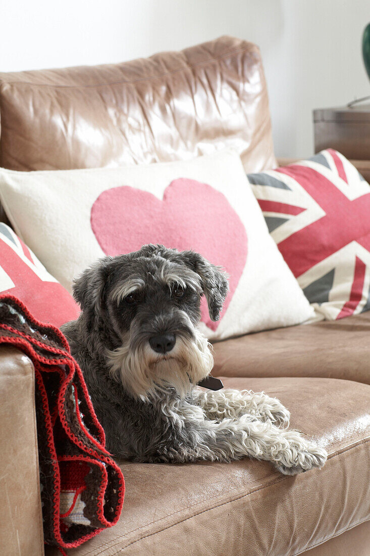 Dog lying on the sofa