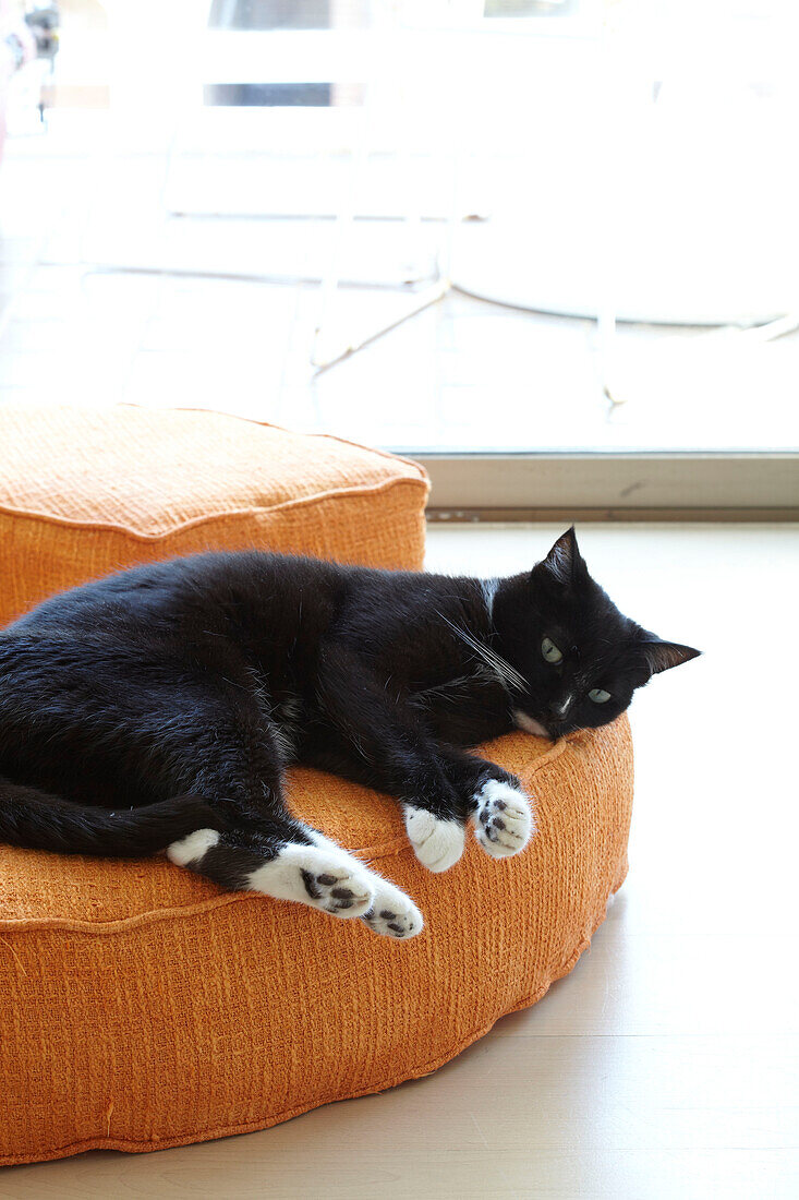 Katze schläft auf einem Bodenkissen in einer Wohnung in Sydney, Australien