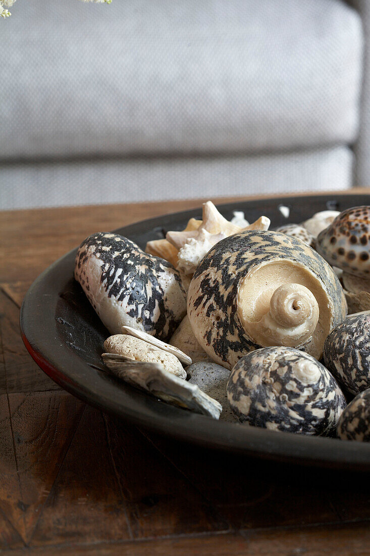 Seashells in bowl on coffee table