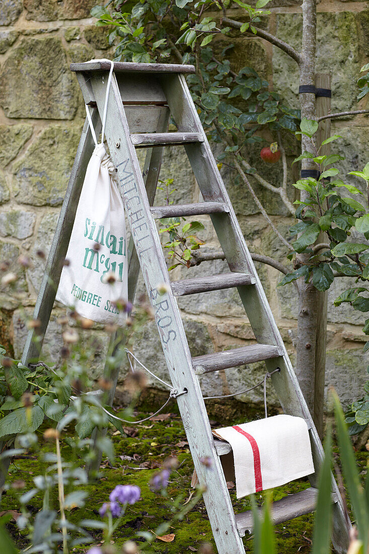 Step ladder and apple tree in walled garden in St Lawrence, Isle of Wight, UK
