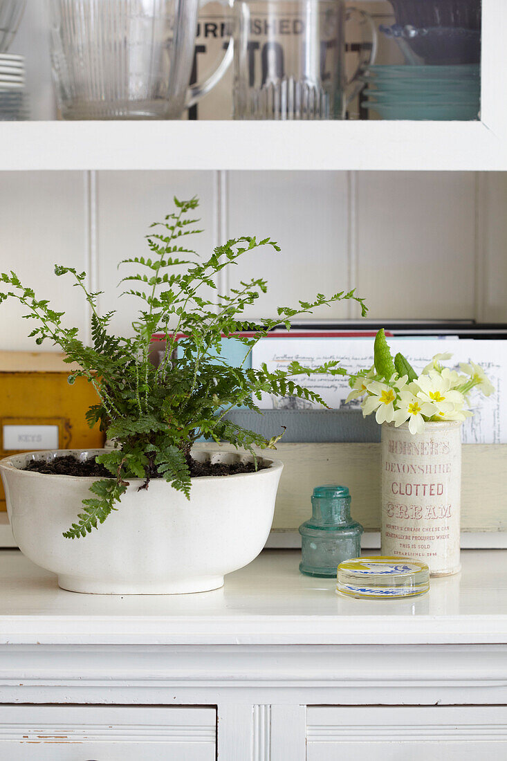 Fern and primrose on kitchen dresser in Ryde home Isle of Wight, UK