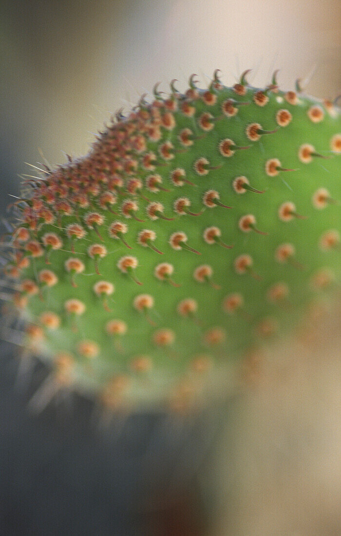 Nahaufnahme der Stacheln eines Opuntia-Kaktus