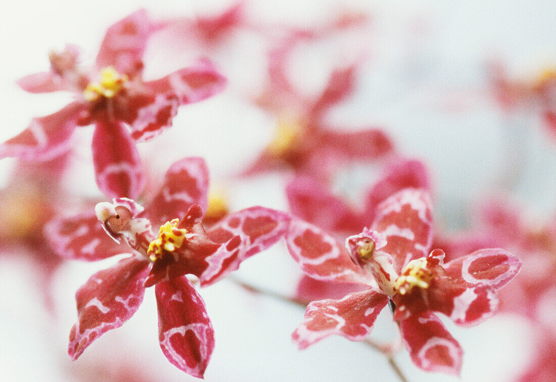 Close up detail of pink and white mottled tiger orchid flowers