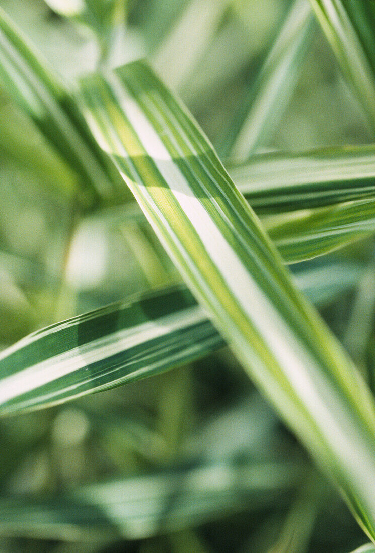 Bold green and creamy-white striped variegated grasses