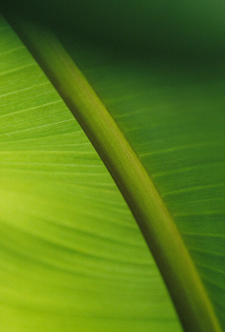 Close up of leaf stem of a banana plant