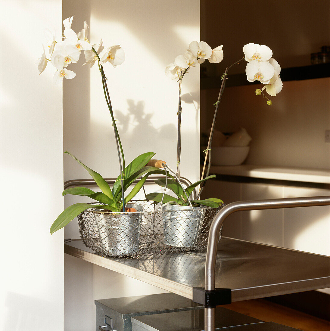Weiße Orchideen in Metalltöpfen und Drahtkorb auf Servierwagen in der Küche