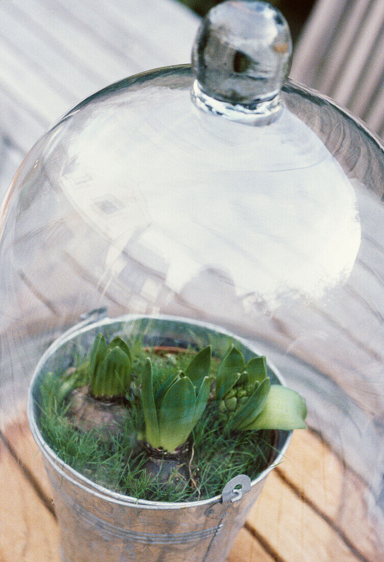Detail of glass cloche on a pot of hyacinths