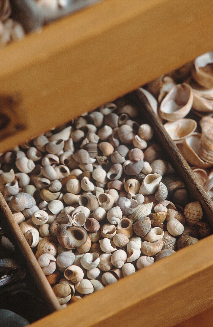 Drawers full of collected shells