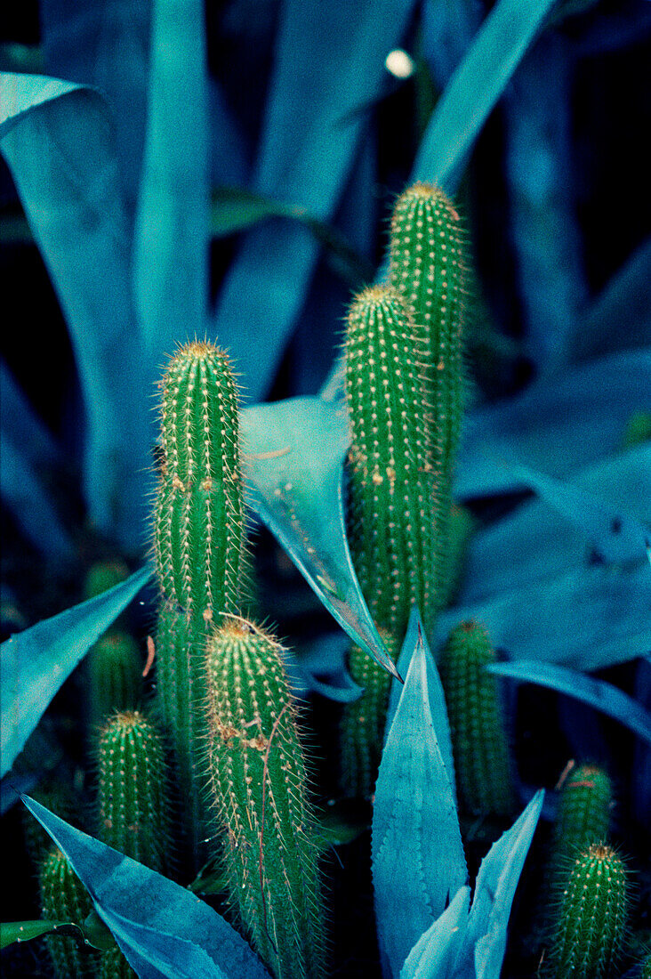Echinopsis Huascha-Kakteen