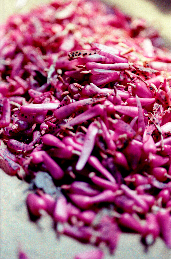 Melocactus matanzanus cacti seeds