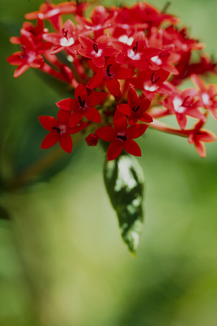 Red flower in bloom close-up