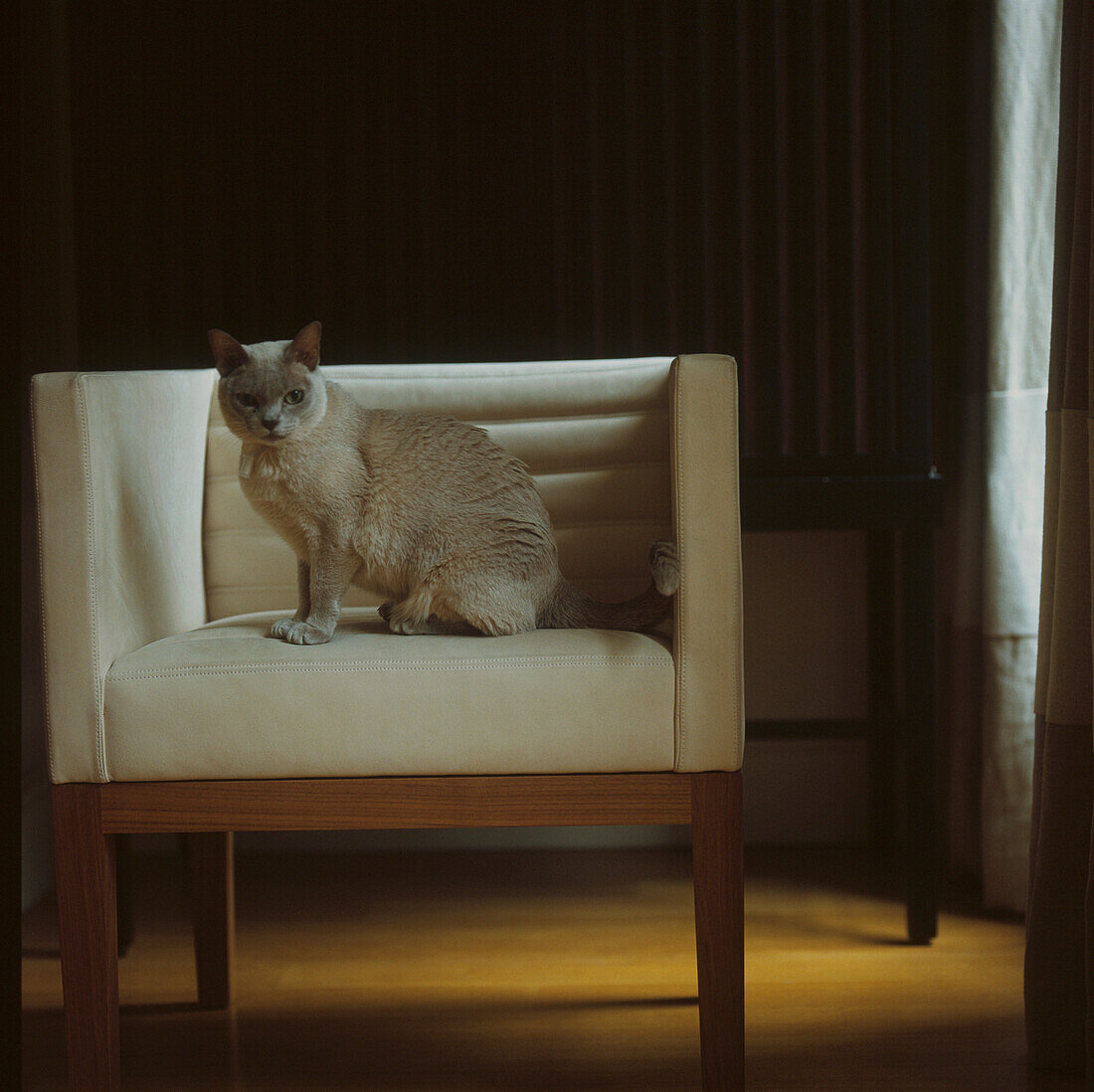 Katze auf Wildleder-Sessel