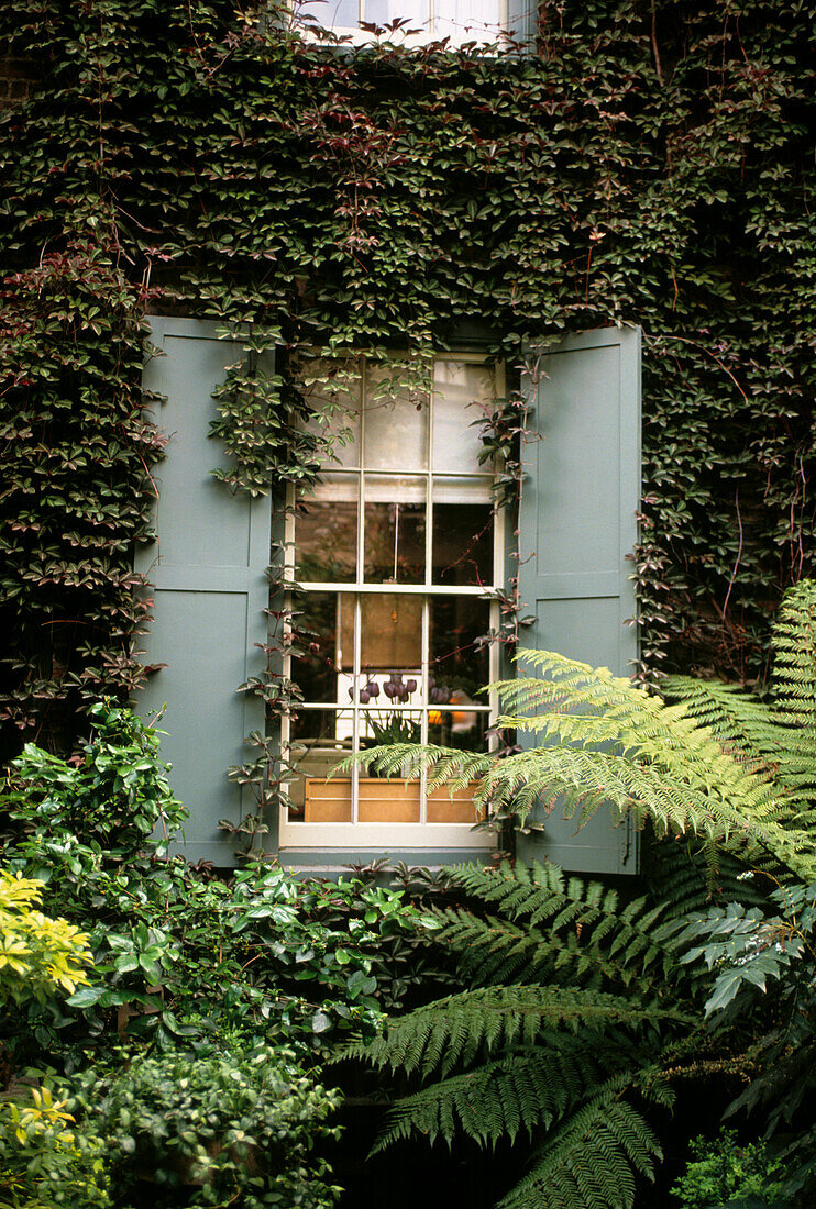Virginia creeper trailing over shuttered window in leafy city garden