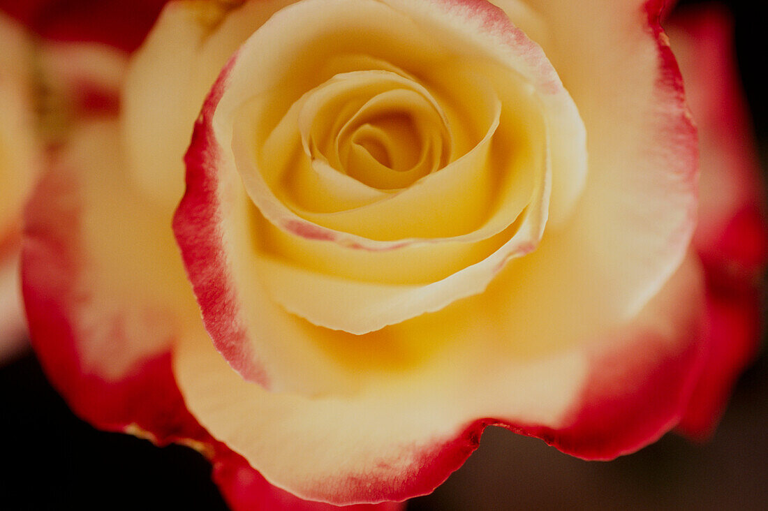 Close-up of red and white rose