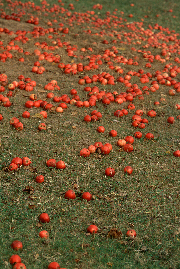 Rote heruntergefallene Äpfel in einem Obstgarten liegen auf dem Boden