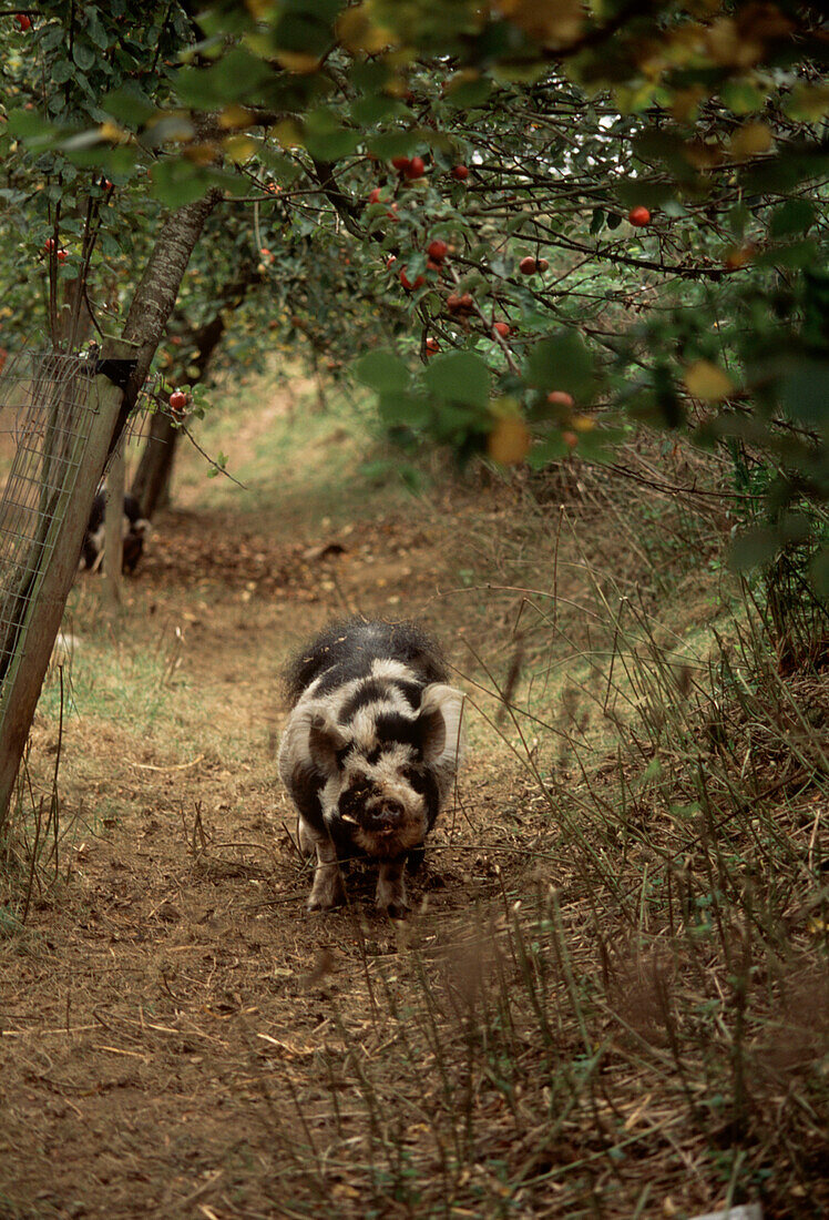 Schwarzes und weißes Schwein in einer Apfelplantage
