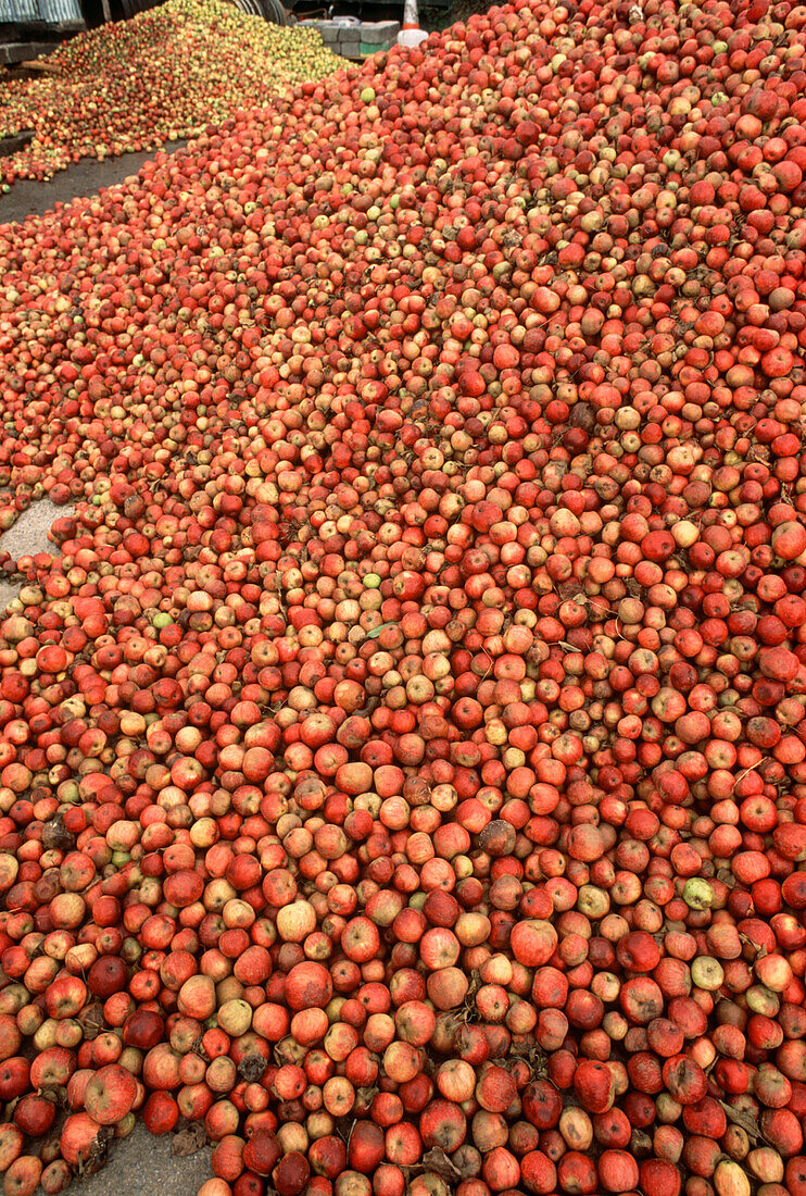 Stapel von Äpfeln auf einem Bauernhof