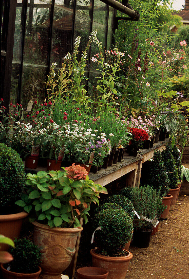 Pflanzen und Sträucher in der Auslage eines Gartenzentrums