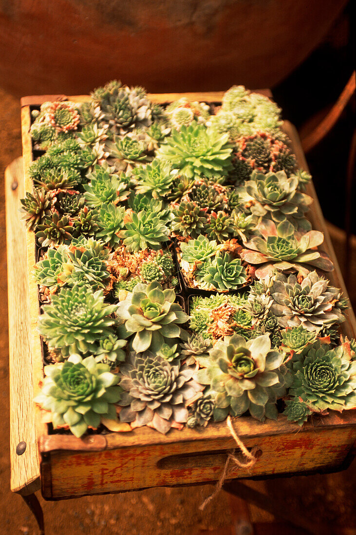 Tray of young succulents on a chair in a greenhouse