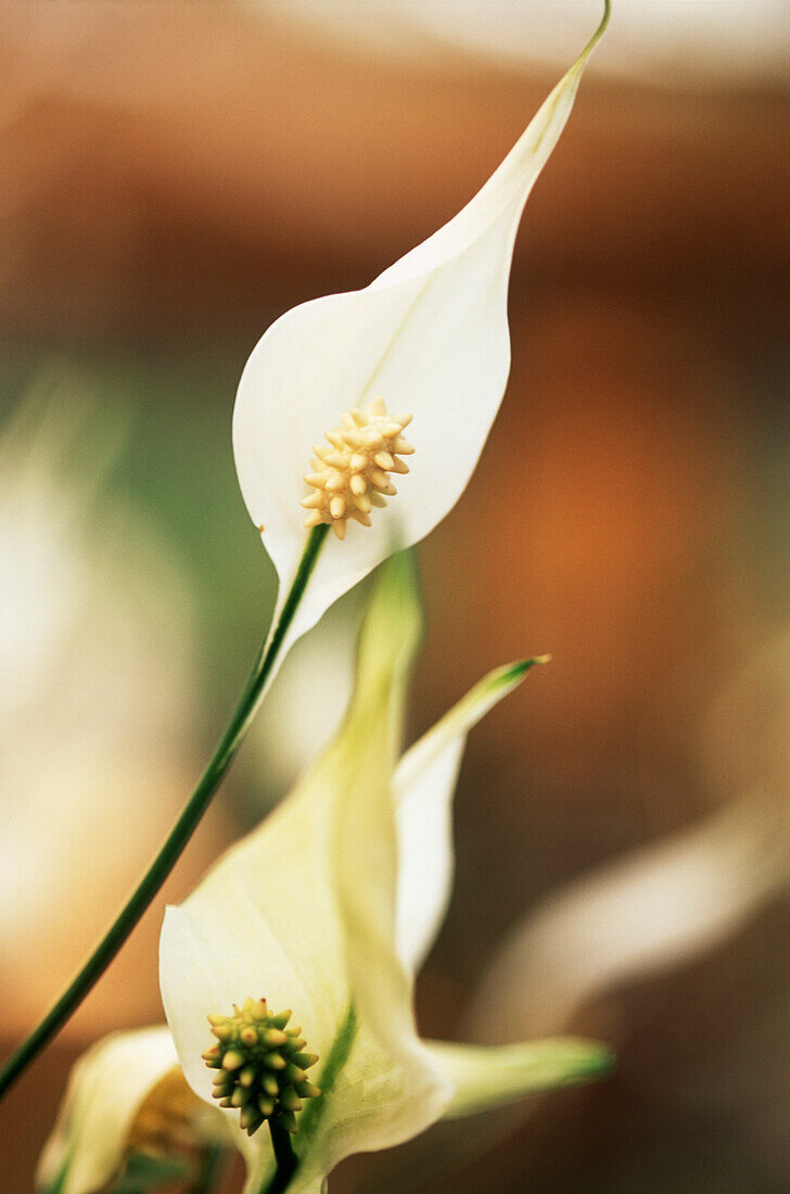 Detail einer weißen Blume auf einer tropischen Pflanze