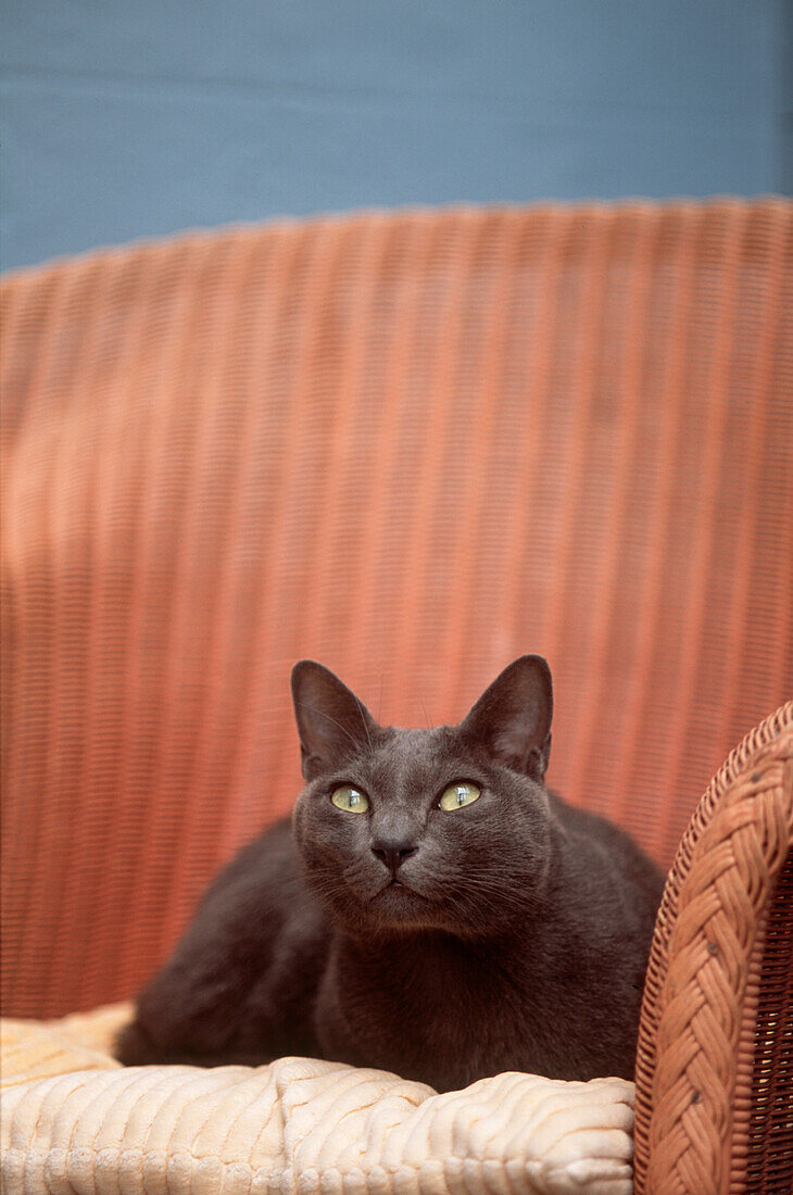 Graue birmanische Katze auf einem Stuhl sitzend