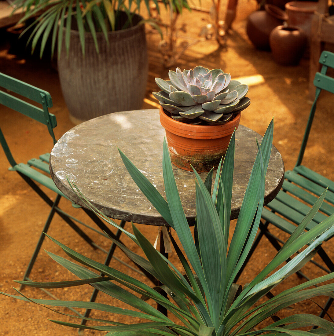 Gartentisch und Stühle im Vintage-Stil mit Sukkulenten im Topf in einem großen Gartenhaus