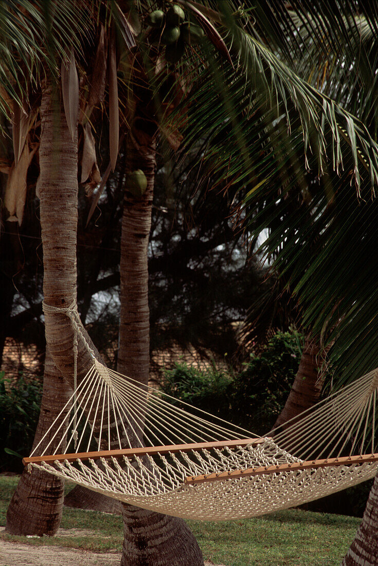 Hammock hanging in the shade of the palm trees