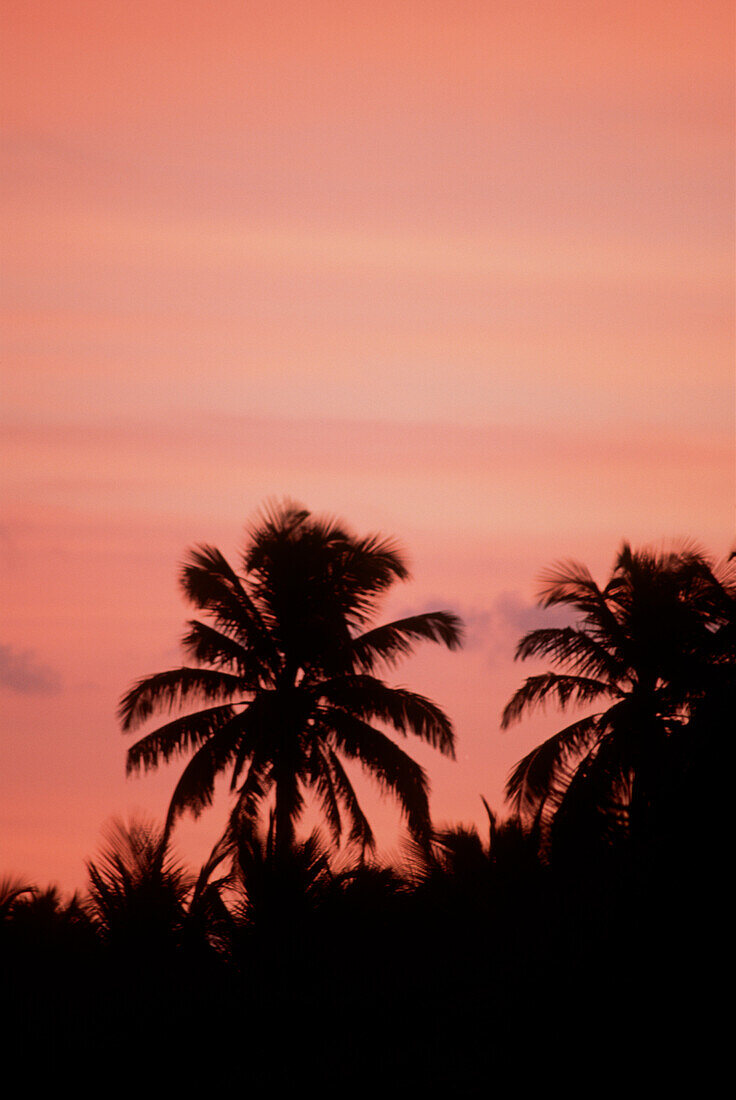 Sonnenuntergang durch die Palmen auf den Bahamas