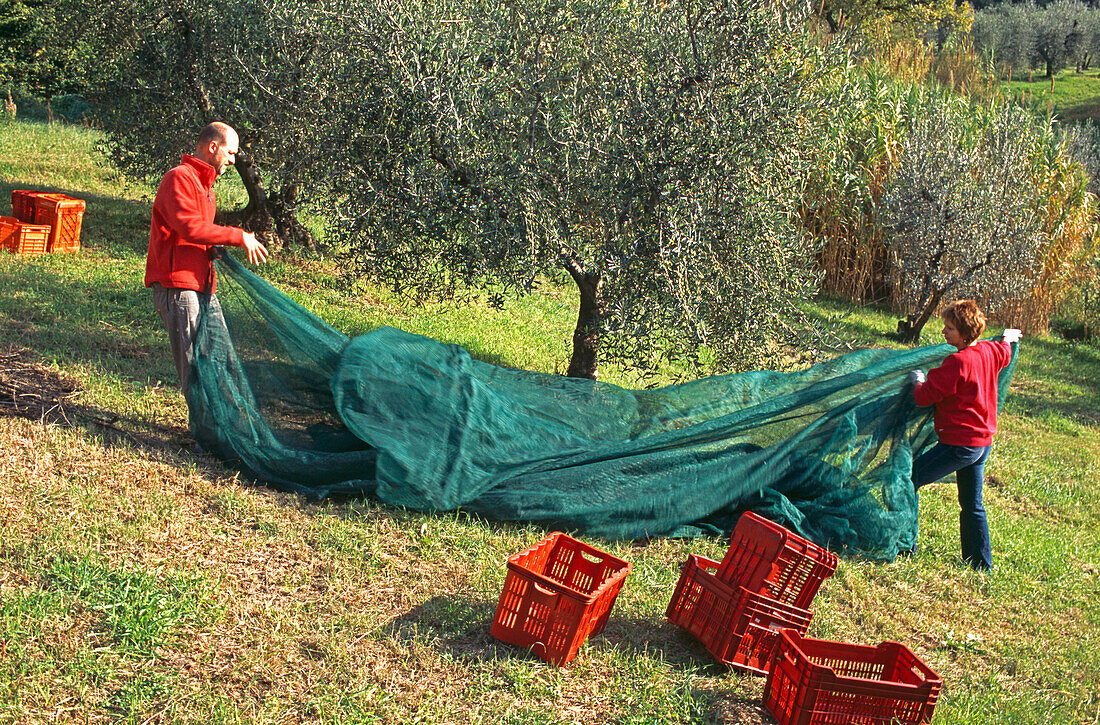 Eine Familie versammelt sich, um im November bei der Ernte ihres Olivenhains und beim Pressen der Oliven für Olivenöl in der Toskana zu helfen