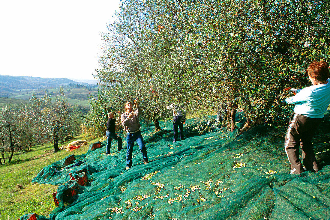 Eine Familie versammelt sich, um im November bei der Ernte ihres Olivenhains und beim Pressen der Oliven für Olivenöl in der Toskana zu helfen