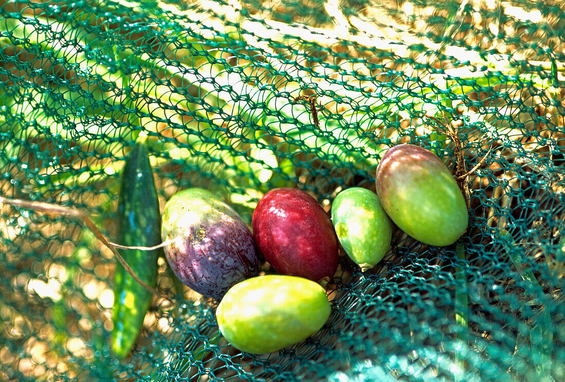 Olivenhain in der Toskana mit Netzen am Boden