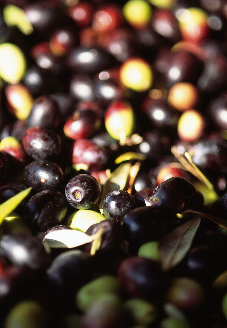 Olivenhain in der Toskana mit Olive Detail
