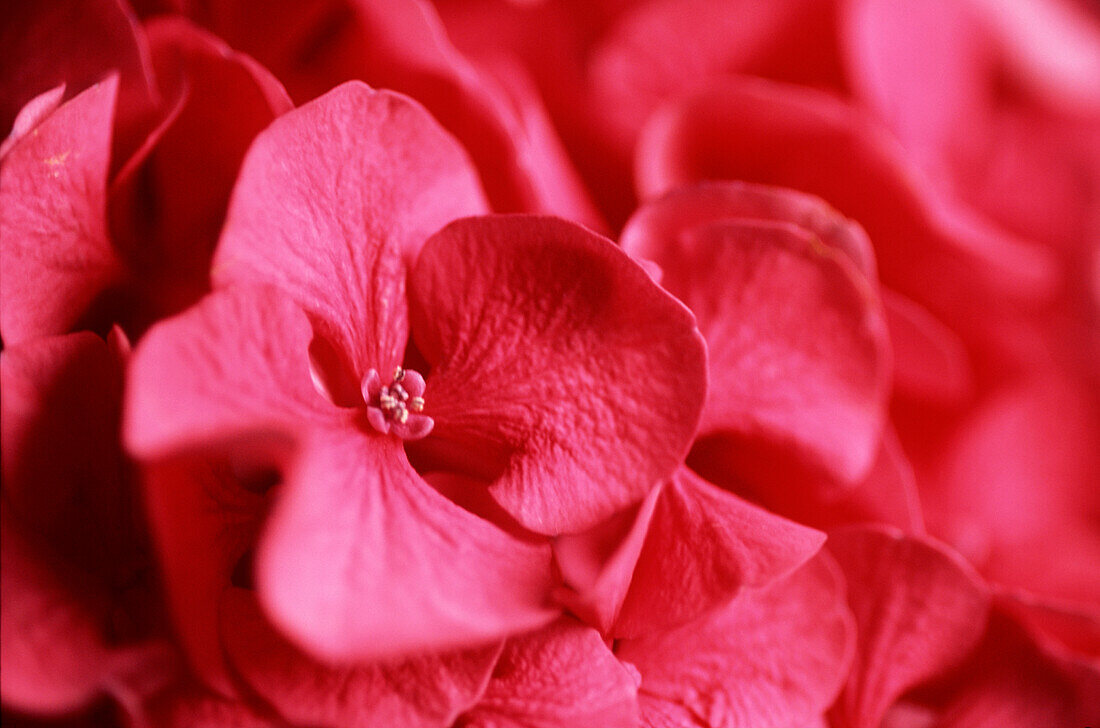 Bright pink detail of Hydrangea flowers