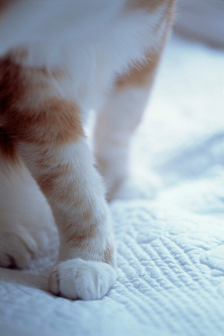 Katzenpfote auf bestickter Bettwäsche