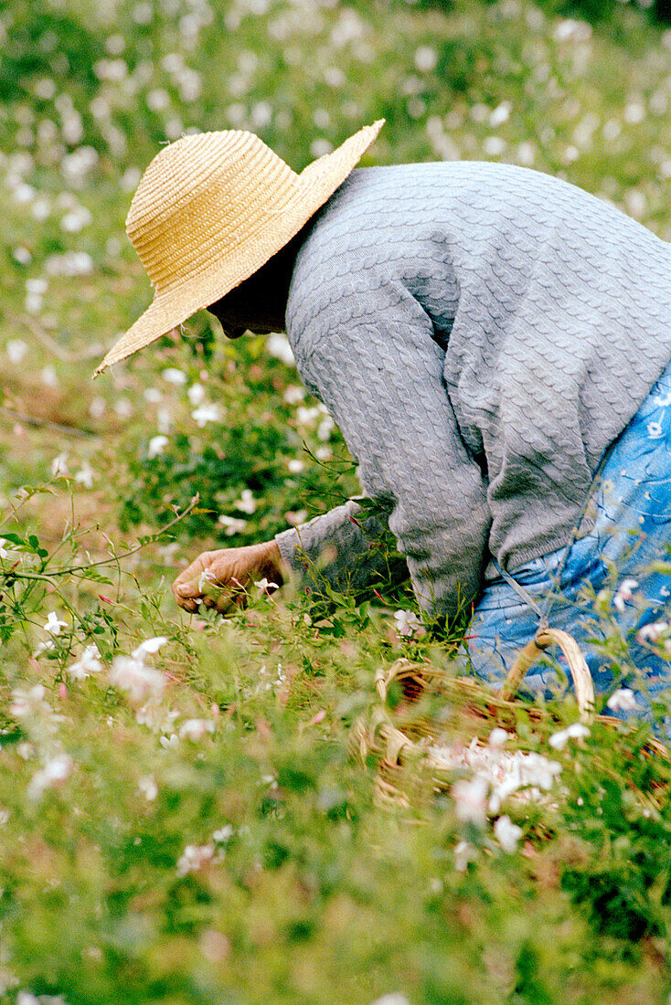Frau arbeitet auf einem Feld und pflückt Jasminblüten in Grasse, Frankreich