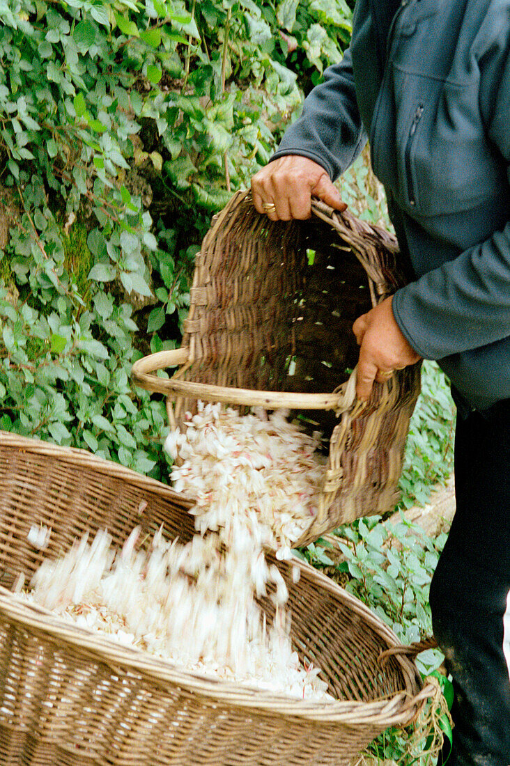 Woman pouring jasmine flower petals from basket to basket in a field in Grasse France