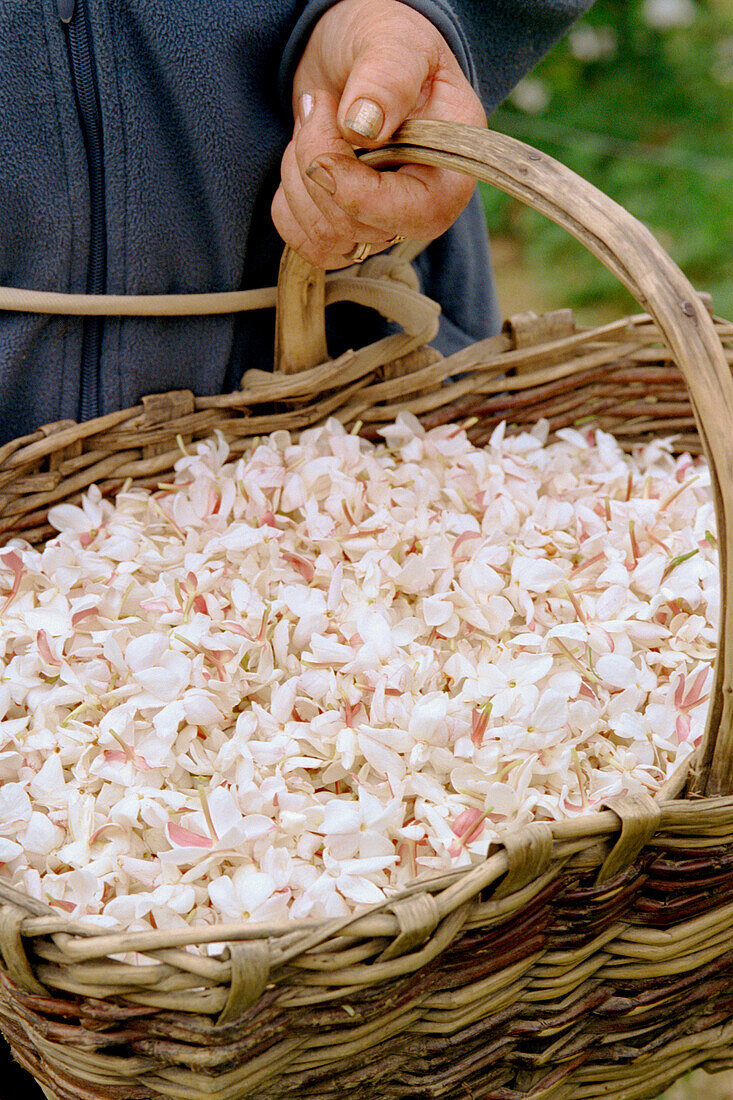 Woman holding basket full of jasmine flower petals in Grasse France