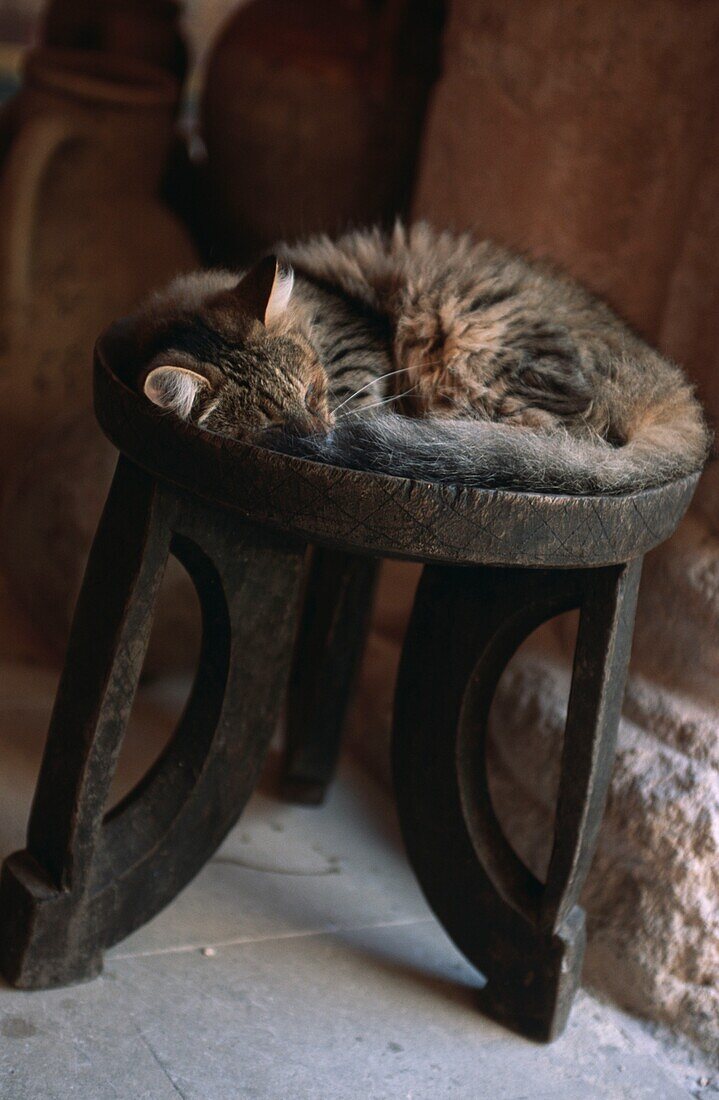 Katze schläft auf einem Hocker
