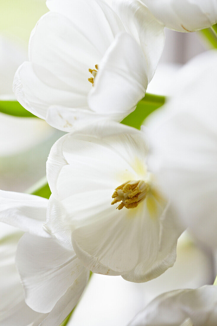 Detail of white tulips