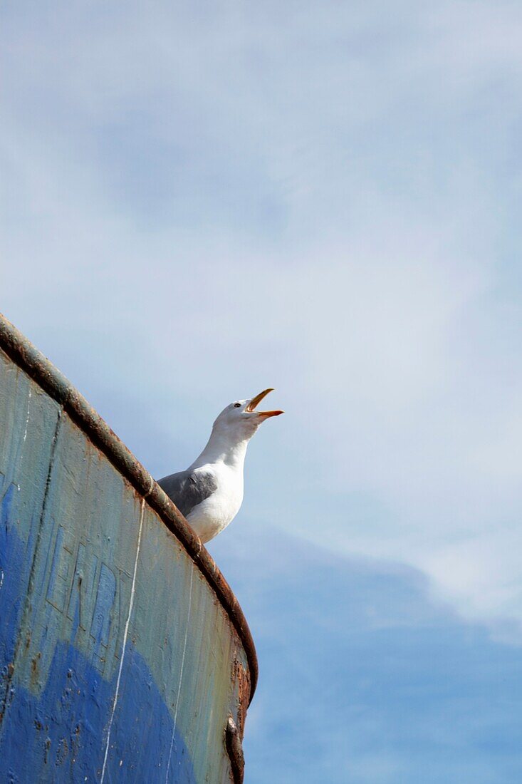 Seagull on the Stade Old Town Hastings East Sussex