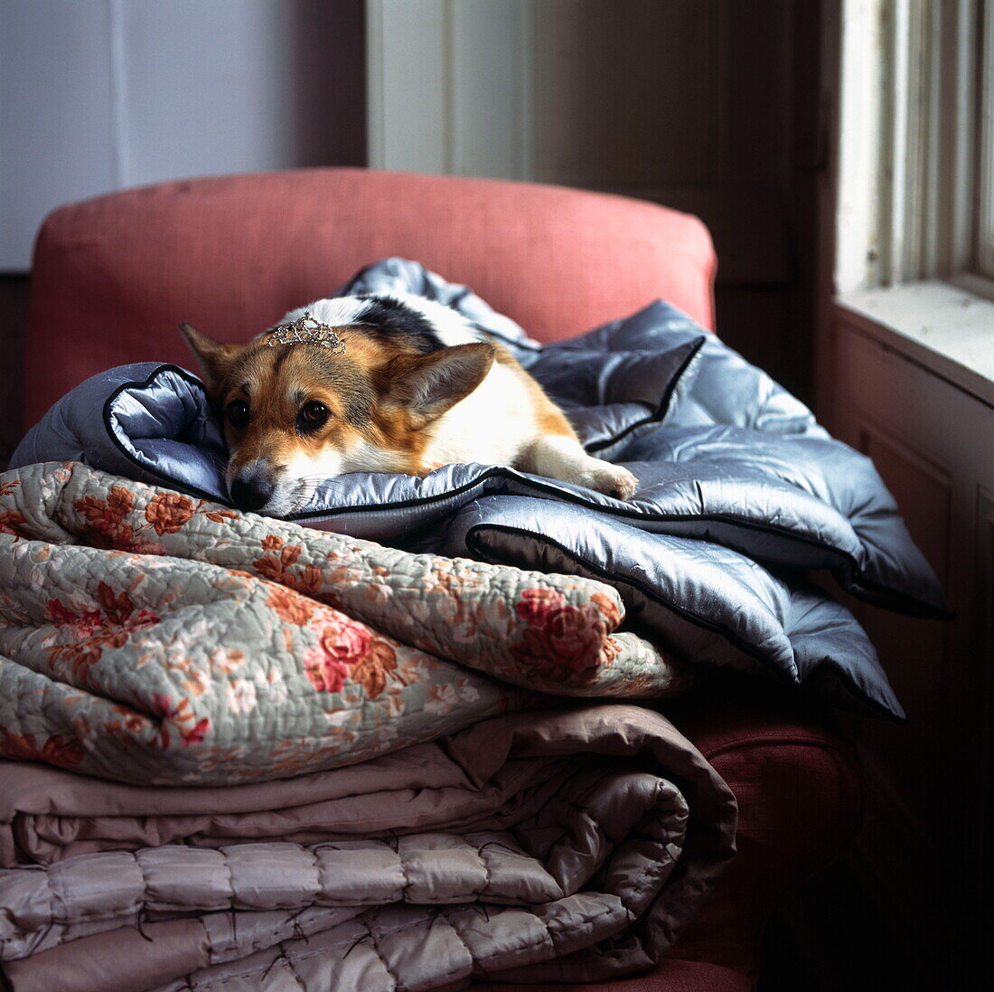 Dog lying on stack of quilts on armchair in London home, UK