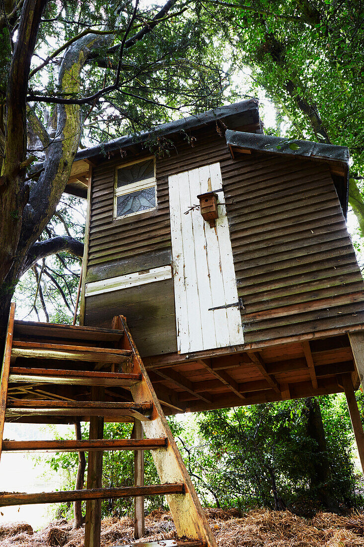 Step access to wooden weatherboard treehouse in Rye, East Sussex, England, UK